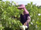 晋江财经报道2017-08-23