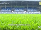 彩虹桥2020-06-10