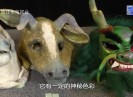 《老闽南》赏析打城戏《龙宫借宝》