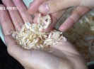 【老闽南】大海小鲜 虾皮添香