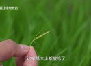 【新视线】农二代 洪良彬