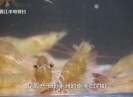 【老闽南】南江对虾正当时