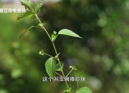 【新视线】园百草 医者仁心、王嘉莹：不做便宜的代工厂 做不可替代的合作伙伴、有请师傅周华杨