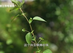 【新视线】园百草 医者仁心、王嘉莹：不做便宜的代工厂 做不可替代的合作伙伴、有请师傅周华杨