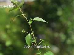 【新视线】园百草 医者仁心、王嘉莹：不做便宜的代工厂 做不可替代的合作伙伴、有请师傅周华杨