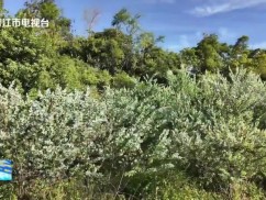 市领导调研林长制工作开展情况