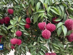 晋江开展灵源荔枝新品种推介