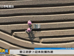 晋江胡萝卜迎来秋播热潮
