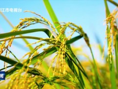 九十九溪流域田园风光千亩晚稻迎来丰收