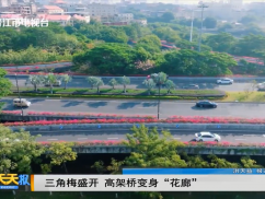 三角梅盛开 高架桥变身“花廊”