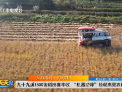 乡村振兴·村村美 九十九溪1800亩稻田喜丰收 “机器助阵”绘就高效农耕新图景