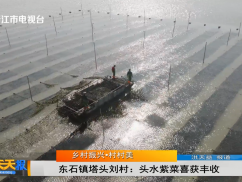 乡村振兴·村村美 东石镇塔头刘村:头水紫菜喜获丰收